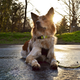 Image for article titled Shooting Challenge: Golden Hour